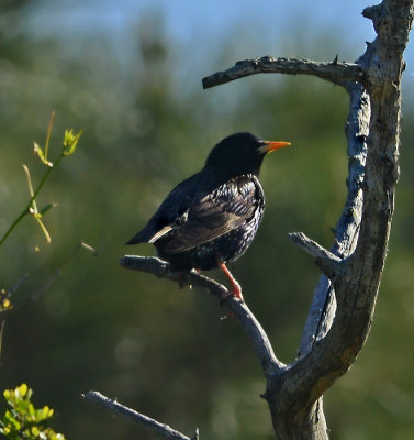 Eruopean Starling 