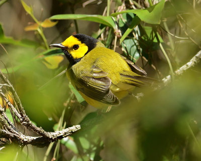 Hooded Warbler (Adult Male)