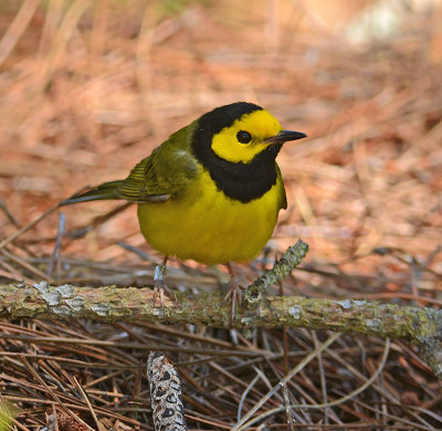 Hooded Warbler (Adult Male)