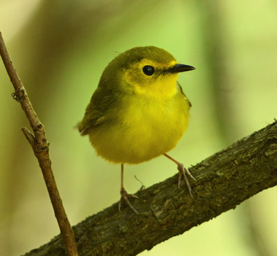 Hooded Warbler (Female)