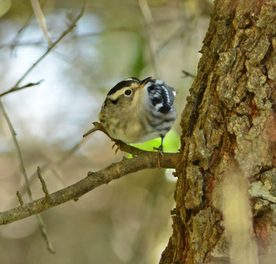 Female