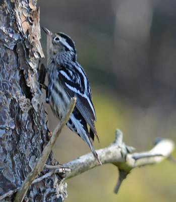 Female
