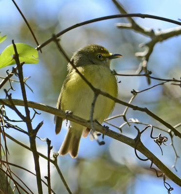 White-eyed Vireo 