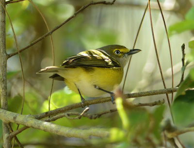 White-eyed Vireo 