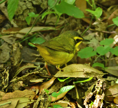 Kentucky Warbler (Male)