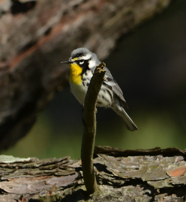 Yellow-throated Warbler (Male)