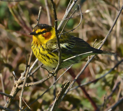 Cape May Warbler (Male)