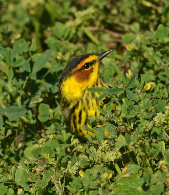 Cape May Warbler (Male)