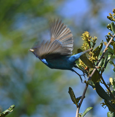 Indigo Bunting (Adult Male)