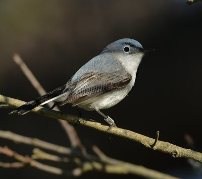 Blue-gray Gnatcatcher (Male)