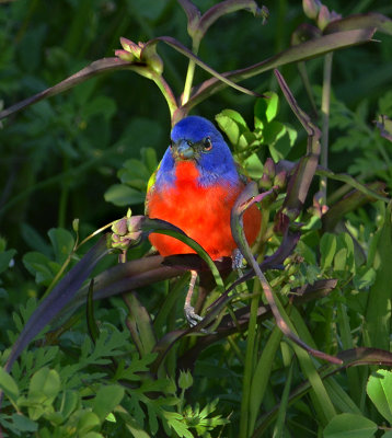 Painted Bunting (Male)