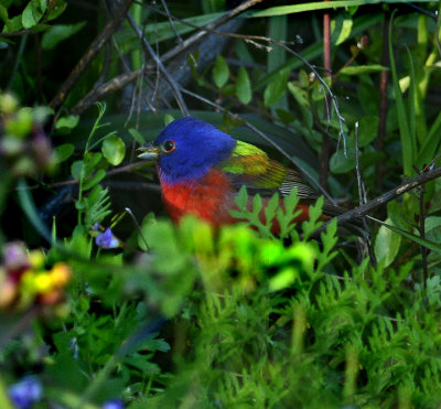 Painted Bunting (Male)