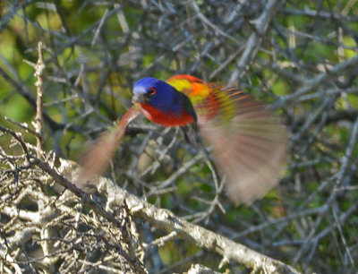Painted Bunting in Flight (Male)