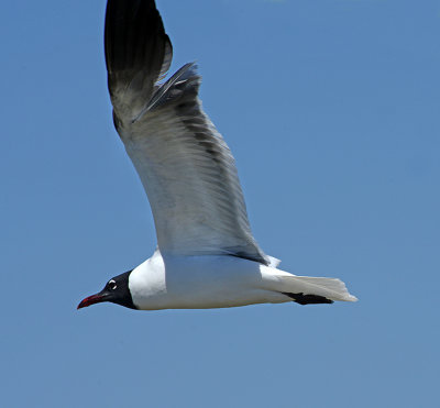 Laughing Gull 