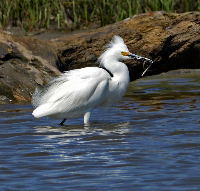 Snowy Egret (With Snake)