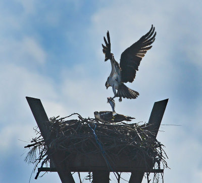 Osprey (Nesting Pair)