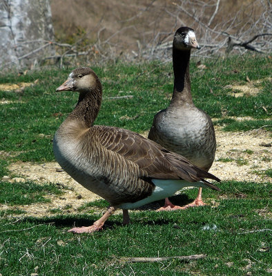 Greater White-fronted  x Canada Goose Hybrid