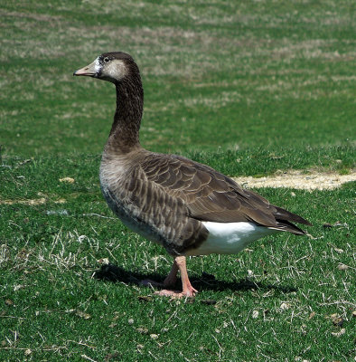 Greater White-fronted Goose x Canada Goose Hybrid 