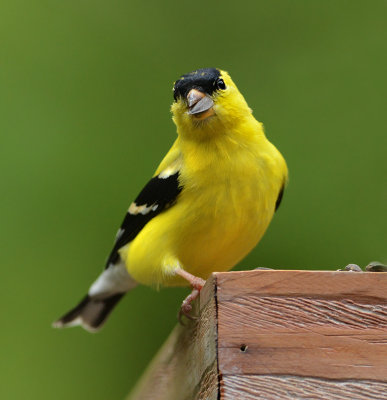 American Goldfinch (Breeding Adult Male)
