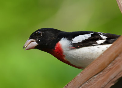 Adult Male