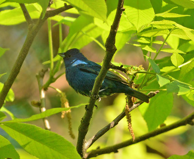 Indigo Bunting (Adult Male)