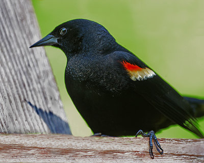 Adult Male 