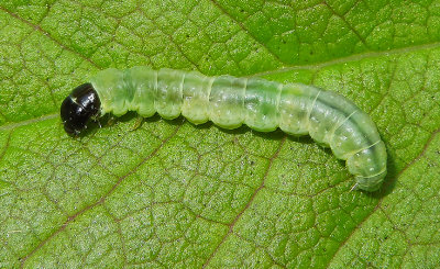 Gray Archips Moth Caterpillar (3660)