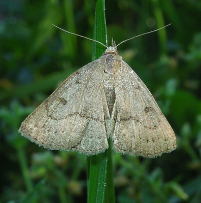Morbid Owlet Moth (8355)