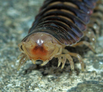 Flat-backed Millipede 