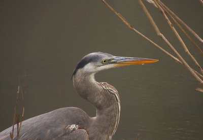 Juvenile