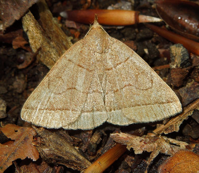 Early Zanclognatha Moth (8351)