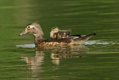 Duckling on Mother's Back