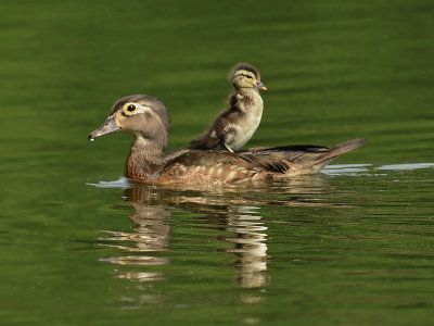 Female Wood Duck with Duckling on Back