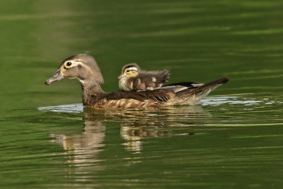 Female Wood Duck with Duckling on Back