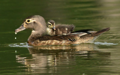 Duckling on Mother's Back