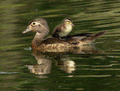 Wood Ducks Duckling on Mothers Back 