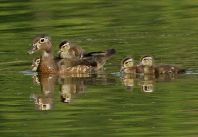 Female and 4 Ducklings