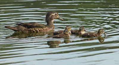 Wood Duck (Female and Ducklings)