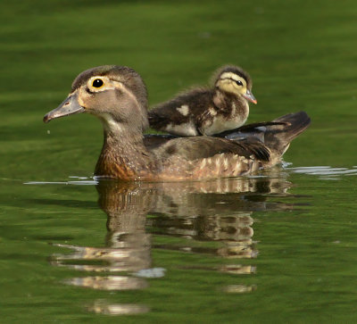 Female with Duckling Riding on Back