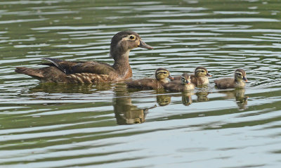 Wood Duck Female with Four Ducklings