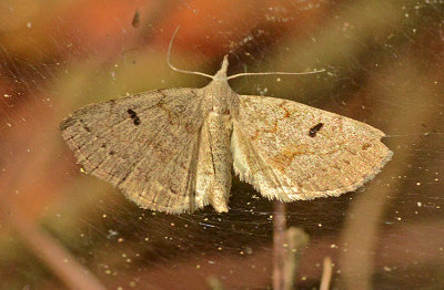 Morbid owlet Moth (8355)