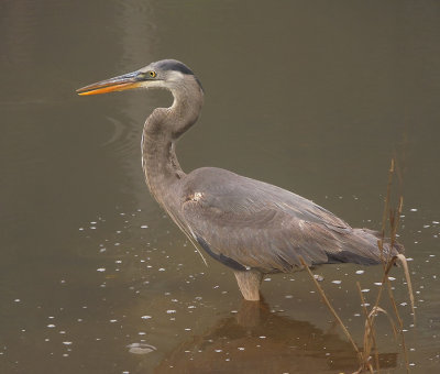 Juvenile (1st Year)