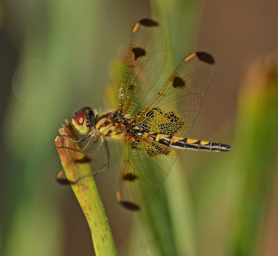 Calico Pennant (Female)