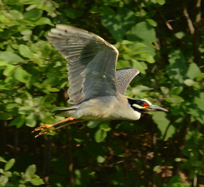 Adult in Flight