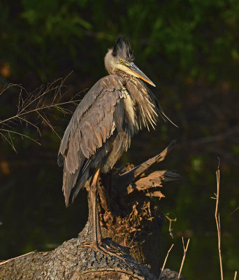 Juvenile Preening at Sunup