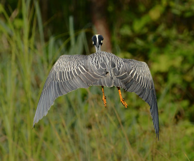 Adult descending to Lagoon