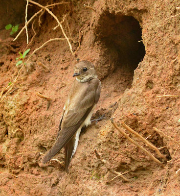 Adult at Entrance to Nesting Cavity