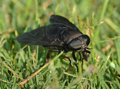 Black Horse Fly
