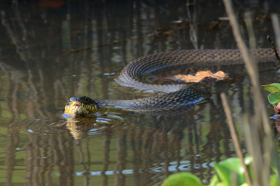 Yellow-bellied Water Snake 