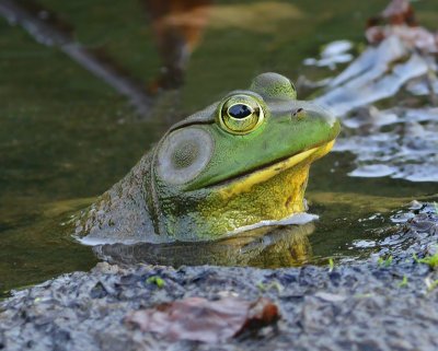 American Bullfrog 